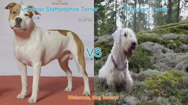 Video thumbnail for American Staffordshire Terrier vs. Sealyham Terrier: A Comprehensive Comparison