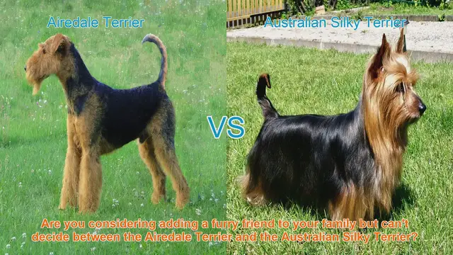 Video thumbnail for Airedale Terrier vs. Australian Silky Terrier: A Detailed Comparison