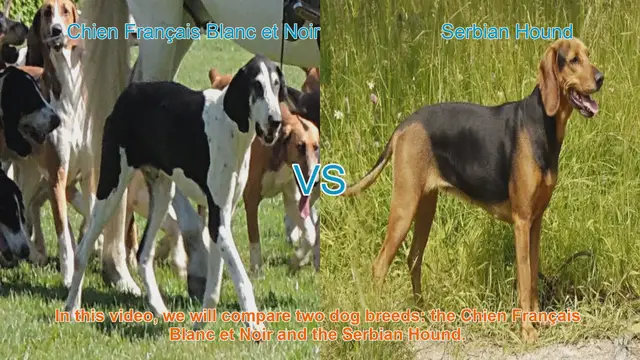 Video thumbnail for Comparing Chien Français Blanc et Noir vs. Serbian Hound: A Comprehensive Guide