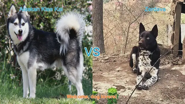 Video thumbnail for Alaskan Klee Kai VS Zerdava