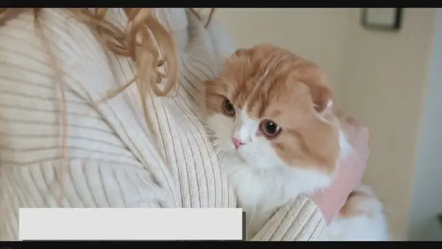 Video thumbnail for The Complete Guide to Ragdoll Cats: Care, Health, and Creating the Perfect Home