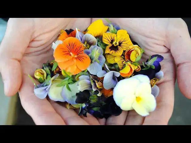 Video thumbnail for 7 Edible Flowers You Can Grow In Your Garden For The Perfect Garnish