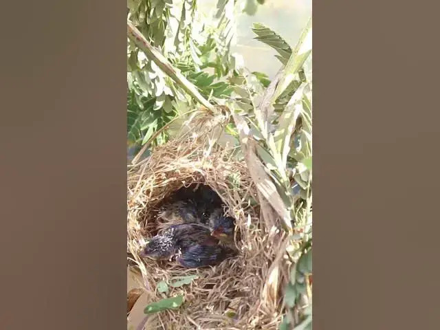 'Video thumbnail for Babies Bird Cries Feed Eat (EP-100)  #birds #nature #birdfeeding #birdwatching'