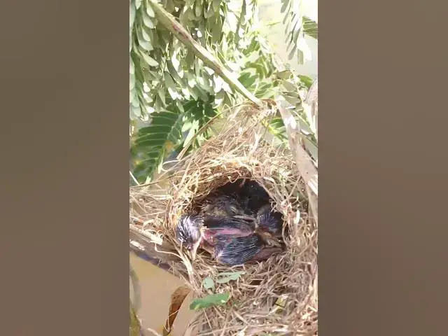 'Video thumbnail for Babies Bird Cries Feed Eat (EP-102)  #birds #nature #birdfeeding #birdwatching'