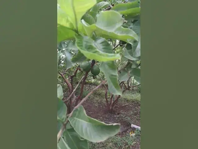 'Video thumbnail for Morning Nature Music in Our Village Backyard 🌳🐦🎶 #tirthaagro #green #nature #birds #chirpingsounds'