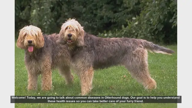 Video thumbnail for Common Health Issues in Otterhound Dogs: What You Need to Know
