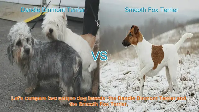 Video thumbnail for Comparing Dandie Dinmont Terrier and Smooth Fox Terrier: A Comprehensive Guide