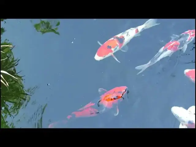 Video thumbnail for Preparing Your Koi for Competition: Essential Health Tips
