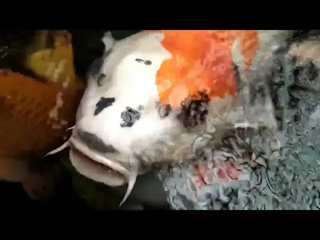 Video thumbnail for Protecting Koi Fish Eggs in Winter: Essential Care Tips