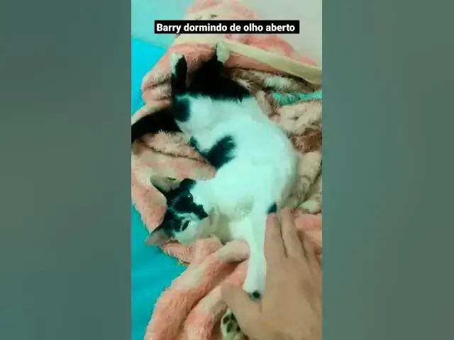 Video thumbnail for Barry dormindo de olho aberto. #cats #shortsvideo #gatos #gatosengraçados