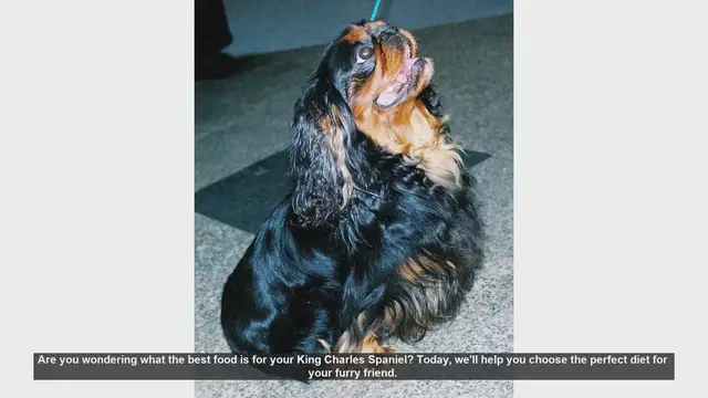 Video thumbnail for Best Diet for Your King Charles Spaniel: Essential Tips