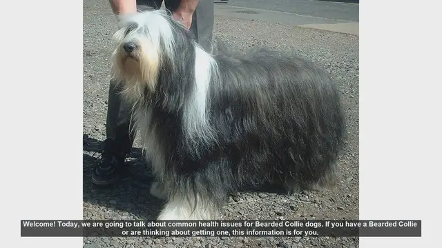 Video thumbnail for Common Health Issues in Bearded Collie Dogs: What You Need to Know