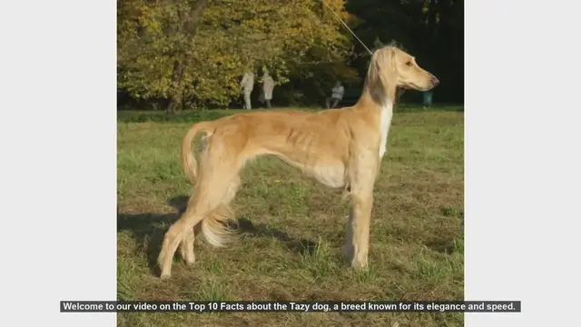 Video thumbnail for Top 10 Fascinating Facts About the Tazy Dog