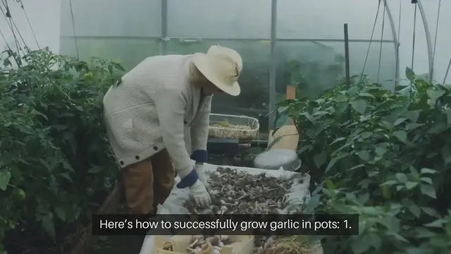 Video thumbnail for How To Grow Garlic In Containers