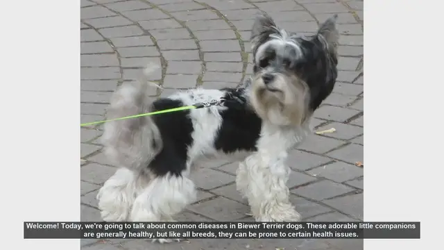 Video thumbnail for Common Health Issues in Biewer Terrier Dogs: What You Need to Know