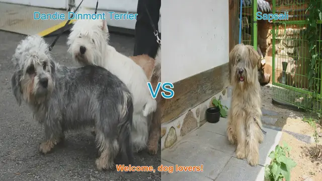 Video thumbnail for Dandie Dinmont Terrier vs. Sapsali: A Comparison of Two Unique Dog Breeds