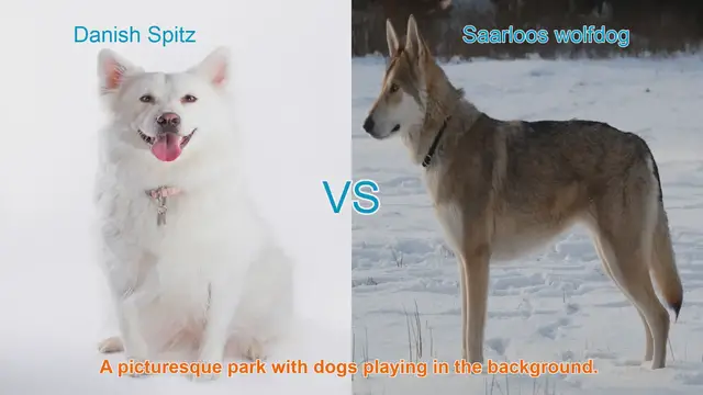 Video thumbnail for Danish Spitz vs. Saarloos Wolfdog: A Breed Comparison