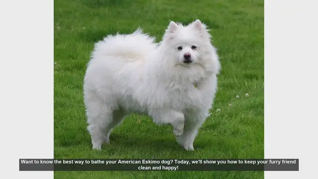 Video thumbnail for How to Bathe Your American Eskimo Dog: Step-by-Step Guide