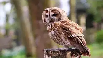 Video thumbnail for 🦉 L'ANIMAL TOTEM CHOUETTE : tout savoir !