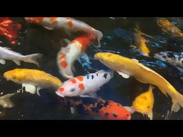 Video thumbnail for Protect Your Koi Fish from Winter Ice: Essential Care Tips