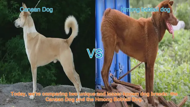 Video thumbnail for Canaan Dog vs. Hmong Bobtail Dog: A Comparative Guide