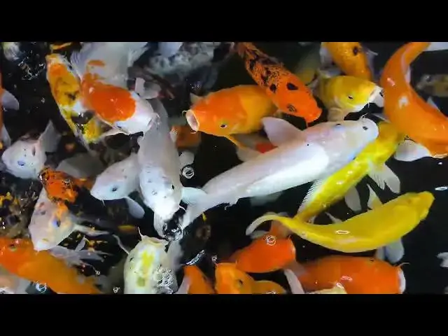 Video thumbnail for Koi Fish Health: Managing Bacterial Septicemia