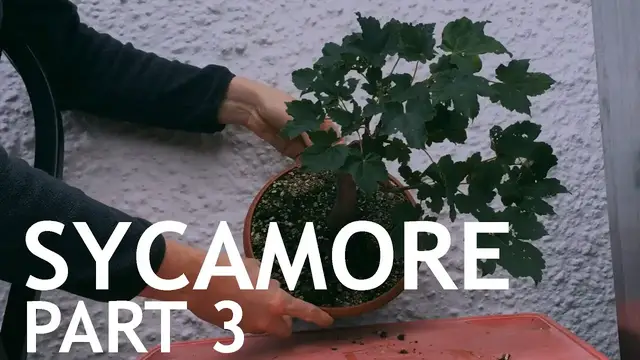 Video thumbnail for Sycamore Bonsai, collected from a garden. 3
