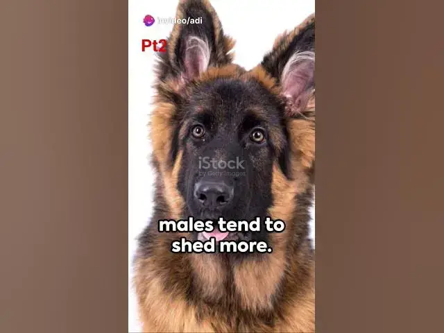 Video thumbnail for 10 differences between a male German Shepherd and a female German Shepherd (pt 2) #germanshepherd