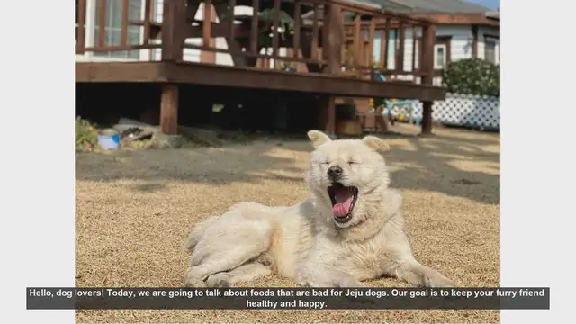 Video thumbnail for Dangerous Foods for Jeju Dogs: Keep Your Furry Friend Safe!