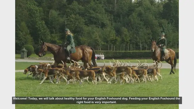 Video thumbnail for Healthy Food Tips for Your English Foxhound