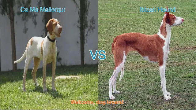 Video thumbnail for Ca Mè Mallorquí vs. Ibizan Hound: A Comparison of Two Unique Dog Breeds
