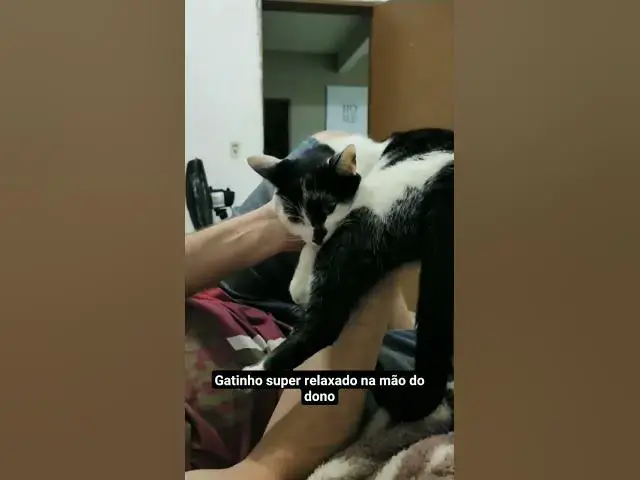 'Video thumbnail for Gatinho pego do ninho pelo tutor e fica imóvel completamente relax. #shorts #gatos #cats #relaxing'