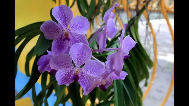 Video thumbnail for Bonnet House - ein Plantation House in Fort Lauderdale, Florida