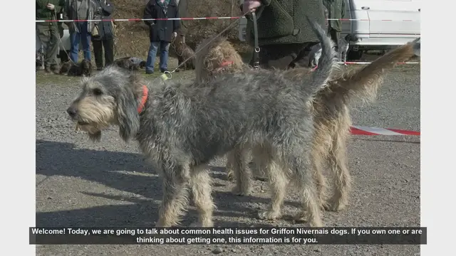 Video thumbnail for Common Health Issues in Griffon Nivernais Dogs: What You Need to Know