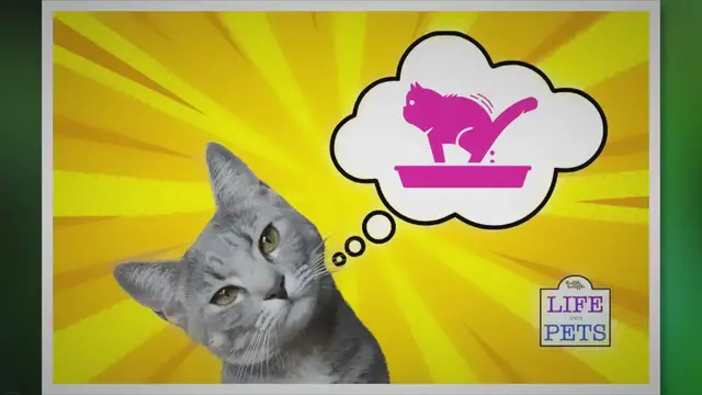 'Video thumbnail for How To Find The Best Litter Box For Your Cat • 2023 Ruffle Snuffle'