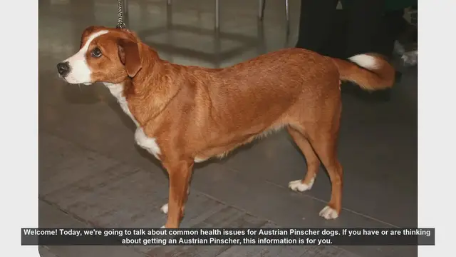 Video thumbnail for Common Health Issues in Austrian Pinscher Dogs