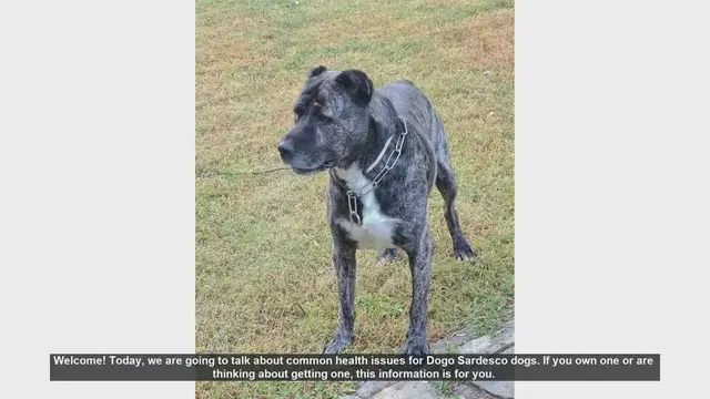 Video thumbnail for Common Health Issues in Dogo Sardesco Dogs: What Owners Need to Know