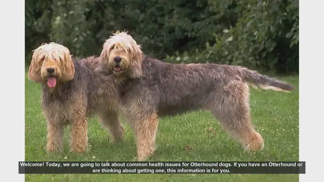 Video thumbnail for Common Health Issues in Otterhound Dogs: What You Need to Know