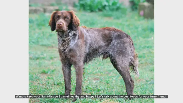 Video thumbnail for Top Foods to Keep Your Saint-Usuge Spaniel Healthy and Happy