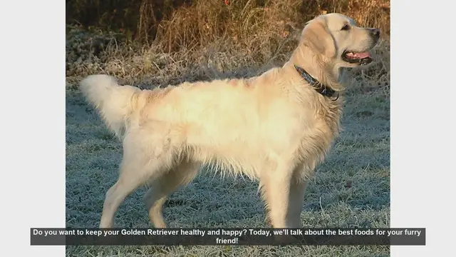 Video thumbnail for Best Foods for Golden Retrievers: Keep Your Dog Healthy and Happy!