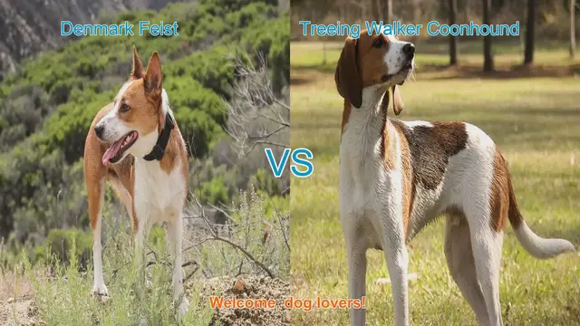 Video thumbnail for Dog Breed Comparison: Denmark Feist vs. Treeing Walker Coonhound