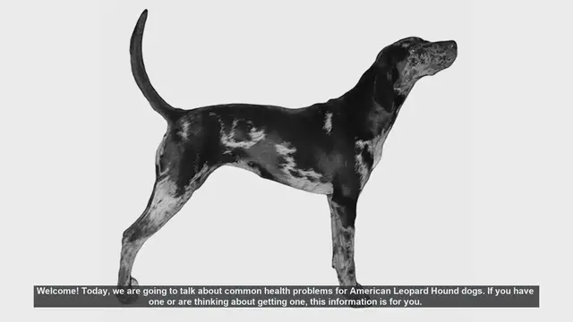 Video thumbnail for Common Health Problems in American Leopard Hound Dogs