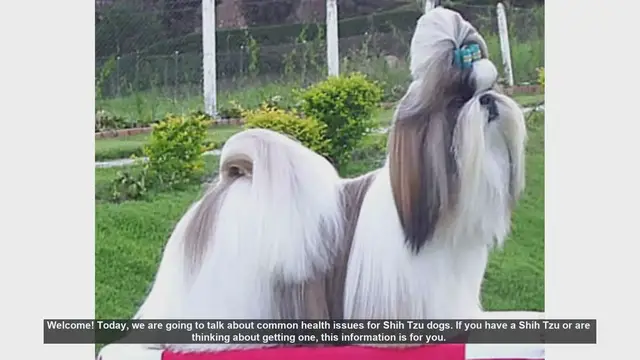 Video thumbnail for Common Health Issues in Shih Tzu Dogs: What Every Owner Should Know