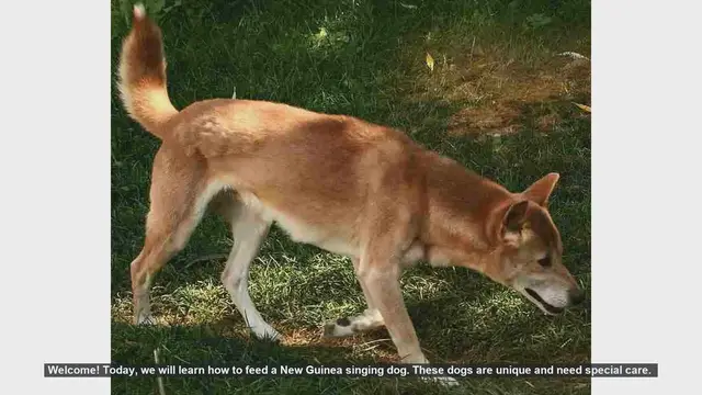 Video thumbnail for How to Feed a New Guinea Singing Dog: Essential Tips