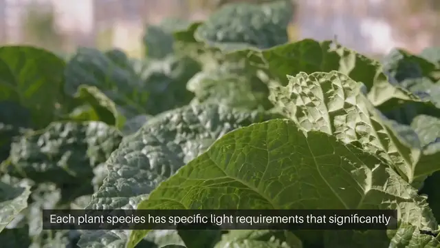 Video thumbnail for Sunlight Needs Plant Selection