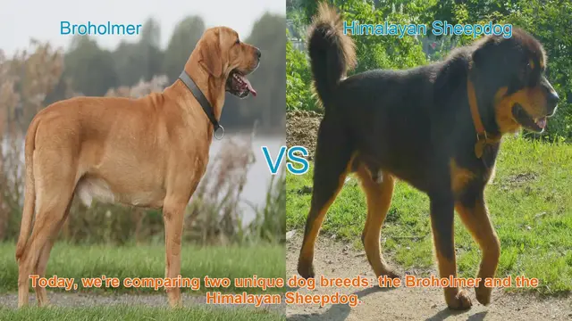 Video thumbnail for Broholmer vs. Himalayan Sheepdog: A Comparative Guide