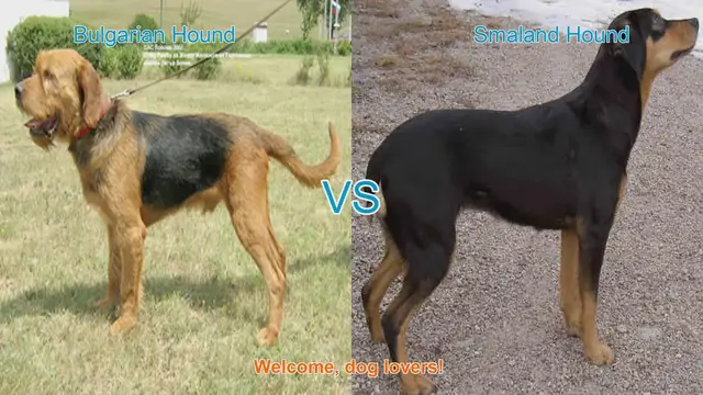 Video thumbnail for Bulgarian Hound vs. Smaland Hound: A Comparison of Two Unique Dog Breeds