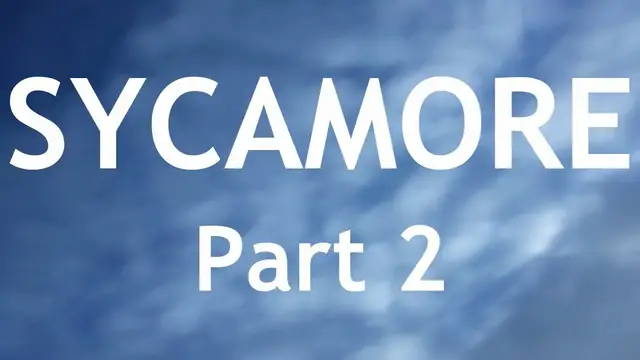 Video thumbnail for Sycamore Bonsai, collected from a garden. 2