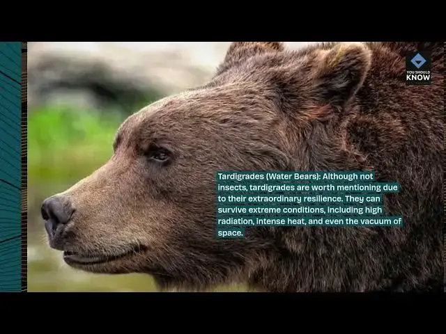 Video thumbnail for Top 10 Insects That Live in Extreme Environments