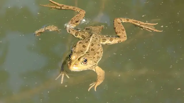 'Video thumbnail for Global Frog Protection Day'